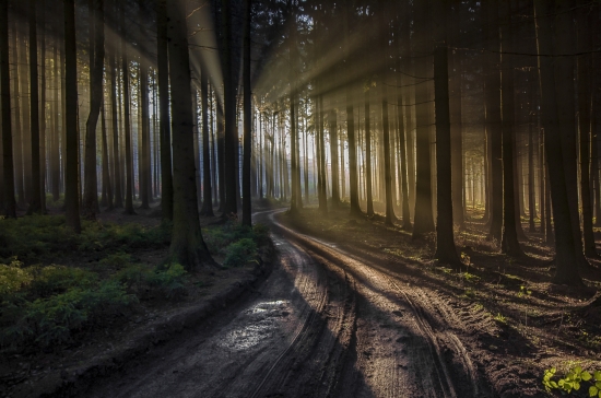 Obraz Světlo v lese