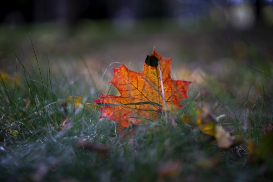 Obraz Podzim v trávě