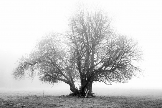 Obraz Starý košatý strom v mlze