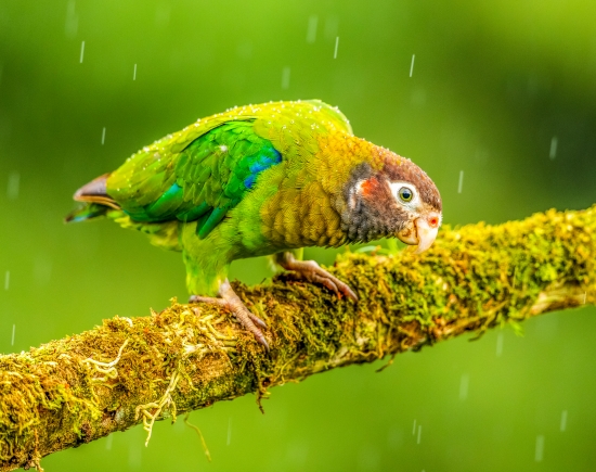 Obraz Zvědavý papoušek v dešti