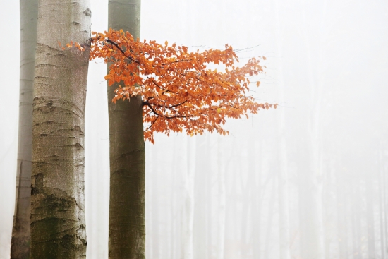 Obraz Buk v podzimní mlze