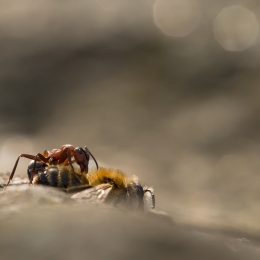 Obraz Mravenec na obědě