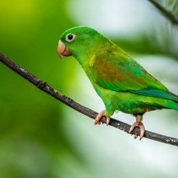 Obraz Portrét papouška