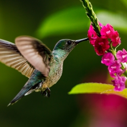 Obraz Kolibřík sající z květu