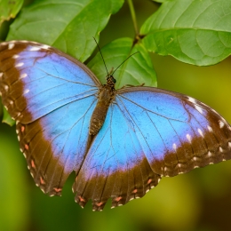 Obraz Modrý tropický motýl