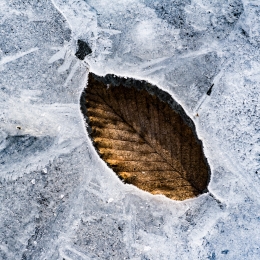 Obraz List na ledě