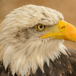Obraz Portrét orla bělohlavého